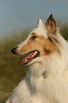 Amerikanischer Collie Portrait