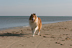 rennender Amerikanischer Collie