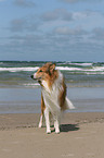 stehender Amerikanischer Collie