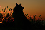 sitzender Amerikanischer Collie