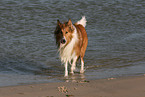 laufender Amerikanischer Collie