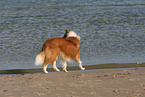 laufender Amerikanischer Collie