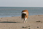laufender Amerikanischer Collie