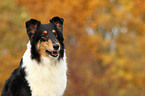 Amerikanischer Collie Portrait