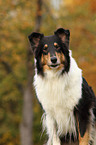 Amerikanischer Collie Portrait