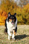 rennender Amerikanischer Collie