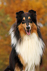 Amerikanischer Collie Portrait