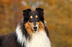 Amerikanischer Collie Portrait