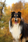 Amerikanischer Collie Portrait