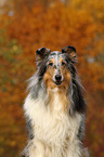 Amerikanischer Collie Portrait