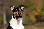 Amerikanischer Collie Portrait