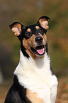 Amerikanischer Collie Portrait