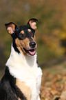 Amerikanischer Collie Portrait