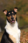 Amerikanischer Collie Portrait