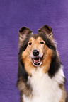 Amerikanischer Collie Portrait