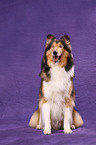 sitzender Amerikanischer Collie