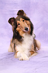 liegender Amerikanischer Collie