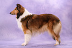 Amerikanischer Collie