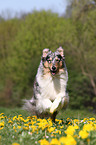 rennender Amerikanischer Collie