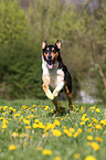 rennender Amerikanischer Collie