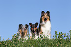 Amerikanische Collies