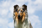 Amerikanischer Collie Portrait