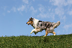 rennender Amerikanischer Collie