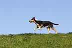 rennender Amerikanischer Collie