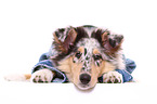 Amerikanischer Collie Welpe