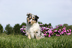 Amerikanischer Collie Welpe