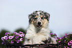 Amerikanischer Collie Welpe