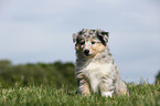 Amerikanischer Collie Welpe