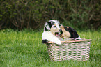 Amerikanischer Collie Welpe