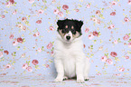 sitzender Amerikanischer Collie Welpe