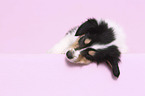 liegender Amerikanischer Collie Welpe