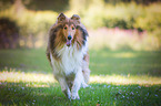 rennender Amerikanischer Collie