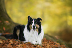 liegender Amerikanischer Collie