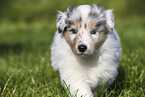 Amerikanischer Collie Welpe