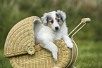 Amerikanischer Collie Welpe