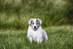 Amerikanischer Collie Welpe