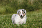 Amerikanischer Collie Welpe