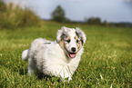 Amerikanischer Collie Welpe