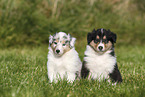 Amerikanische Collie Welpen