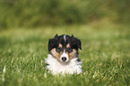 Amerikanischer Collie Welpe