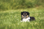 Amerikanischer Collie Welpe