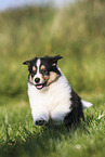 Amerikanischer Collie Welpe