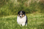 Amerikanischer Collie Welpe