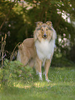 American Collie