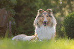 American Collie