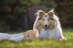 American Collie